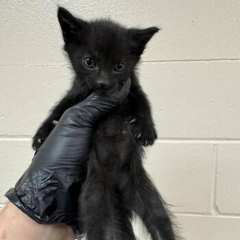 Blue Moon -  Domestic Short Hair Cat for Adoption in Reno, Nevada - Blue Moon | PetCurious