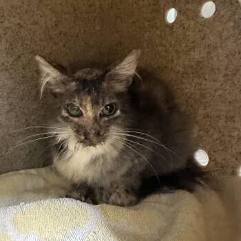 Fuzz -  Domestic Short Hair Cat for Adoption in League City, Texas - Fuzz | PetCurious