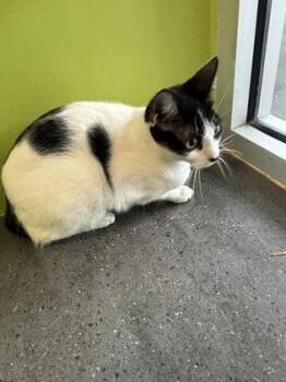 Domestic Short Hair Cats Available for Adoption in New Orleans, Louisiana - Princess | PetCurious