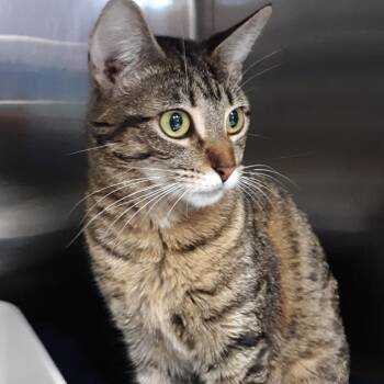 Emi -  Domestic Short Hair Cat for Adoption in Spokane, Washington - Emi | PetCurious