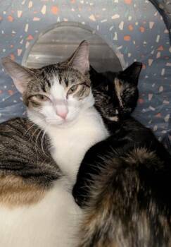 Domestic Short Hair Cats Available for Adoption in Covington, Louisiana - Athena | PetCurious