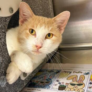 Boots -  Domestic Short Hair Cat for Adoption in Palestine, Texas - Boots | PetCurious