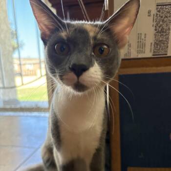 Cleo -  Domestic Short Hair Cat for Adoption in Lakewood, California - Cleo | PetCurious