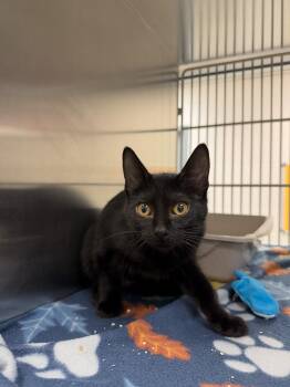 Venus -  Domestic Short Hair Cat for Adoption in Allen, Texas - Venus | PetCurious