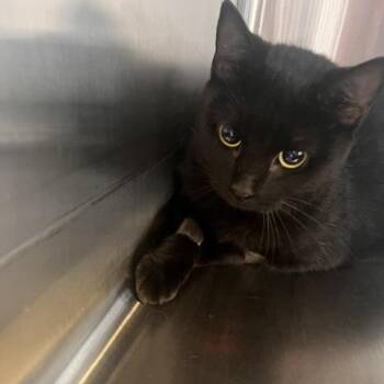 Dollywood -  Domestic Short Hair Cat for Adoption in Knoxville, Tennessee - Dollywood | PetCurious