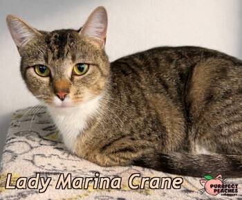 Lady Marina Crane -  Domestic Short Hair Cat Available for Adoption in Douglasville, Georgia - Lady Marina Crane | PetCurious
