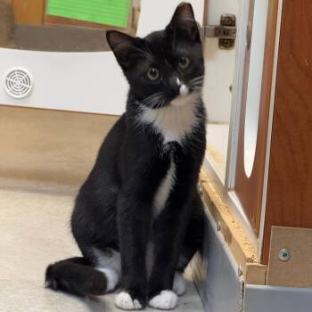 Miata -  Domestic Short Hair Cat for Adoption in Kent, Washington - Miata | PetCurious