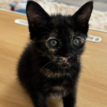 Pepper -  Domestic Short Hair Cat for Adoption in Birmingham, Alabama - Pepper | PetCurious