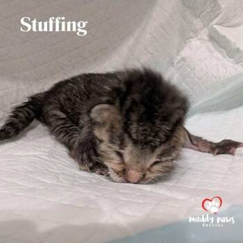 Rescue Domestic Short Hair Cats for Adoption in Council Bluffs, Iowa - Thanksgiving Dinner: Stuffing | PetCurious