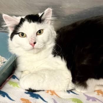 Domestic Long Hair Cats Available for Adoption in Exeter, Rhode Island - Clay | PetCurious