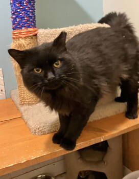 Rescue Domestic Short Hair Cats for Adoption in Dublin, Ohio - Kenneth | PetCurious