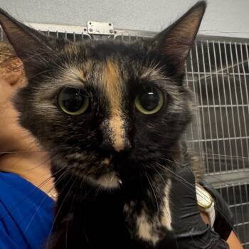 Oracle -  Domestic Short Hair Cat for Adoption in Greenville, South Carolina - Oracle | PetCurious