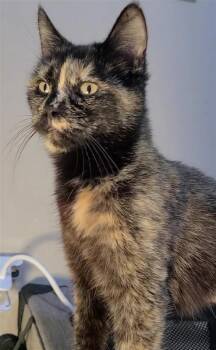Domestic Short Hair Cats Available for Adoption - Soup | PetCurious