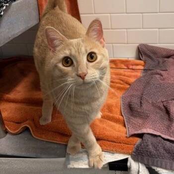Domestic Short Hair Cats Available for Adoption in Pittsburgh, Pennsylvania - Pelican | PetCurious