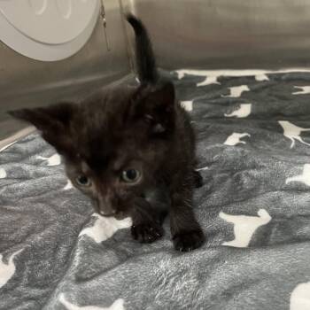 Soot -  Domestic Short Hair Cat for Adoption in Richmond Hill, Georgia - Soot | PetCurious