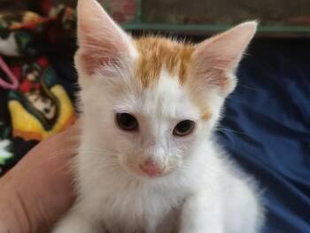 Figaro -  Domestic Short Hair Cat for Adoption in Lemont, Illinois - Figaro | PetCurious