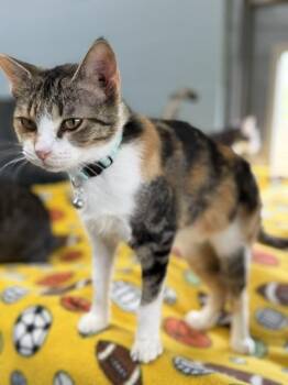 Velvet -  Domestic Short Hair Cat for Adoption in Bryan, Ohio - Velvet | PetCurious