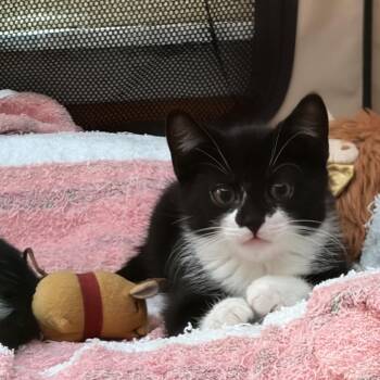 mint puff -  Domestic Short Hair Cat for Adoption - Mint Puff | PetCurious