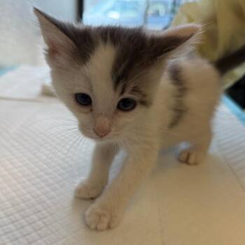 Eevee -  Domestic Short Hair Cat for Adoption in Salt Lake City, Utah - Eevee | PetCurious