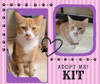 Rescue Domestic Short Hair Cats for Adoption in Paris, Illinois - KIT | PetCurious