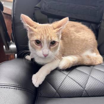 Domestic Short Hair Cats Available for Adoption - Sansa | PetCurious