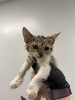 CHANTERELLE -  Domestic Short Hair Cat Available for Adoption in Corpus Christi, Texas - CHANTERELLE | PetCurious