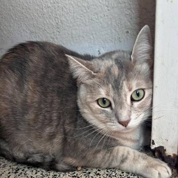 MoMo -  Domestic Short Hair Cat for Adoption in Fresno, California - MoMo | PetCurious