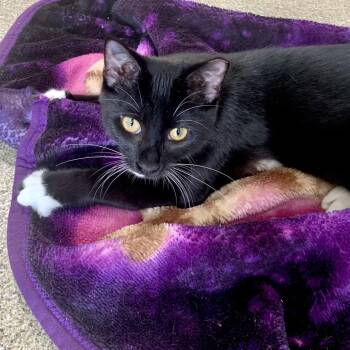 Bijou -  Domestic Short Hair Cat for Adoption in Chicago, Illinois - Bijou | PetCurious