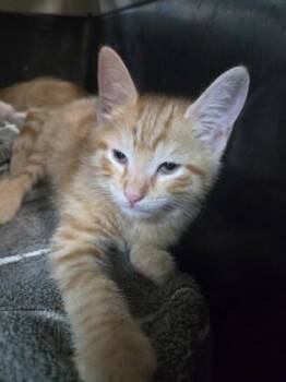 Peter -  Domestic Short Hair Cat Available for Adoption in Savannah, Georgia - Peter | PetCurious