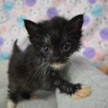 Rescue Domestic Medium Hair Cats for Adoption in North Battleford, Saskatchewan - Jon Snow | PetCurious