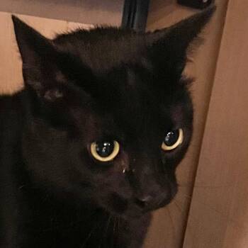 Domestic Short Hair Cats Available for Adoption - Panther | PetCurious