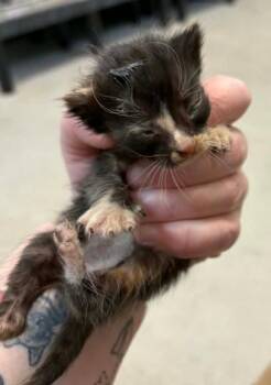 goose -  Domestic Short Hair Cat for Adoption in Lampasas, Texas - Goose | PetCurious