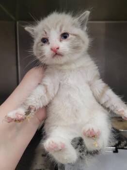Gale Weathers -  Domestic Short Hair Cat for Adoption in Angola, Indiana - Gale Weathers | PetCurious