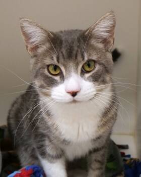 Rescue Domestic Short Hair Cats for Adoption in Fishers, Indiana - Nutcracker | PetCurious