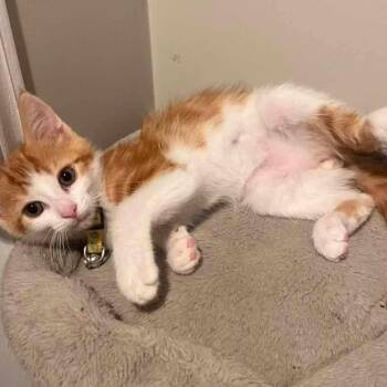 Mercury -  Tabby and Domestic Short Hair Cat for Adoption in Grand Rapids, Michigan - Mercury | PetCurious