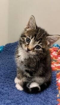 Betty -  Domestic Long Hair Cat for Adoption in Columbia, Tennessee - Betty | PetCurious