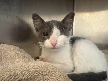 CASPER -  Domestic Short Hair Cat for Adoption in San Jose, California - CASPER | PetCurious