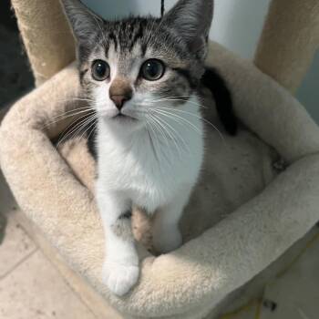 Domestic Short Hair Cats Available for Adoption - Jaclyn | PetCurious