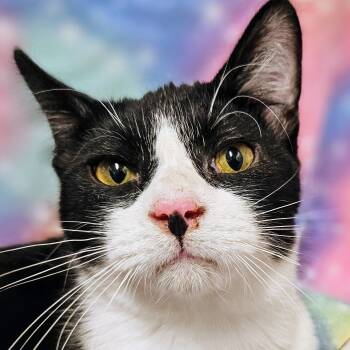 Andy - Rancho Cucamonga PetSmart -  Domestic Short Hair Cat for Adoption in Yorba Linda, California - Andy - Rancho Cucamonga PetSmart | PetCurious