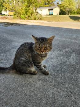 Rescue American Shorthair Cats for Adoption in Washington, Indiana - Louis | PetCurious