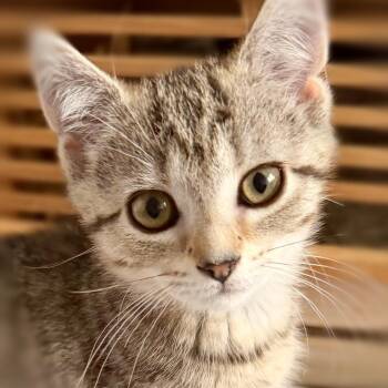 Cookie -  Tabby and Calico Cat for Adoption in Silver Spring, Maryland - Cookie | PetCurious
