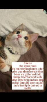 Princess -  Calico and Domestic Medium Hair Cat for Adoption in Hammond, Louisiana - Princess | PetCurious