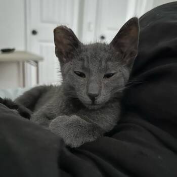 Blue -  Domestic Short Hair and Russian Blue Cat for Adoption in Escondido, California - Blue | PetCurious