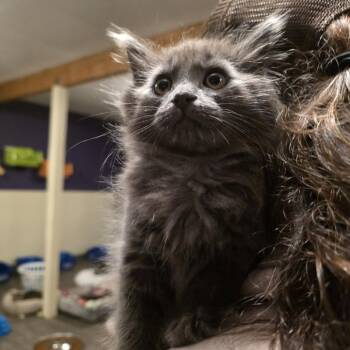 Acorn -  Domestic Short Hair Cat for Adoption in Glenfield, New York - Acorn | PetCurious