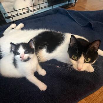 Chamomile -  Domestic Short Hair Cat for Adoption in New York, New York - Chamomile | PetCurious