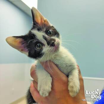 Mini Me -  Domestic Short Hair Cat for Adoption in Washington, District Of Columbia - Mini Me | PetCurious