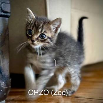 Orzo -  Domestic Short Hair Cat for Adoption in New York, New York - Orzo | PetCurious