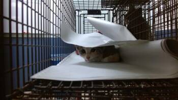 DORY -  Domestic Short Hair Cat for Adoption in Doral, Florida - DORY | PetCurious