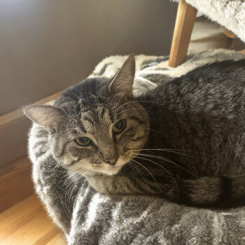 Rescue Domestic Short Hair Cats for Adoption in Gilbert, Arizona - Gavin | PetCurious