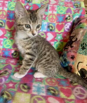 Gio -  Domestic Short Hair Cat for Adoption in San Jose, California - Gio | PetCurious